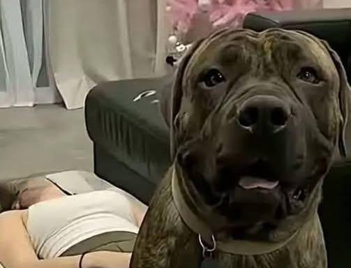 Young woman hospitalized after being penitentiated…