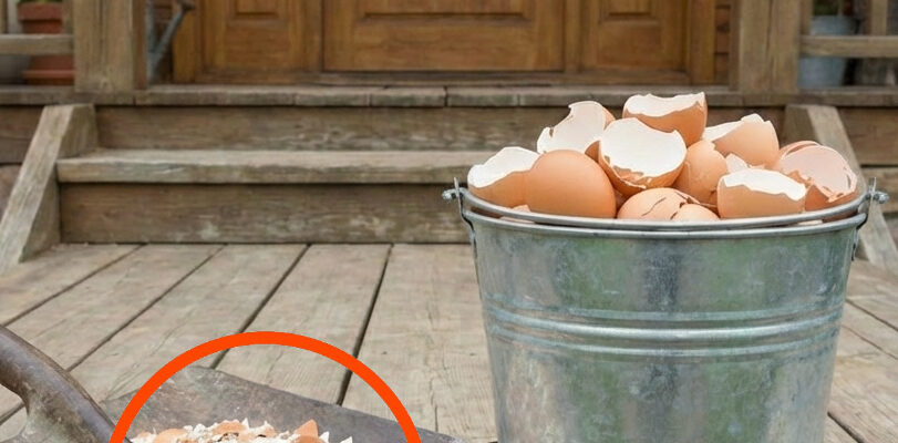 Don’t throw them away anymore. Boil eggshells and say goodbye to…