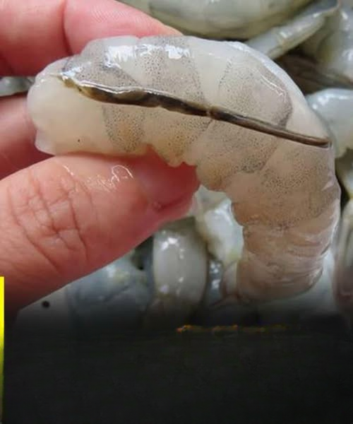 The Dark Line in Shrimp Explained: What It Really Is—and Why Cooks Still Debate Removing It