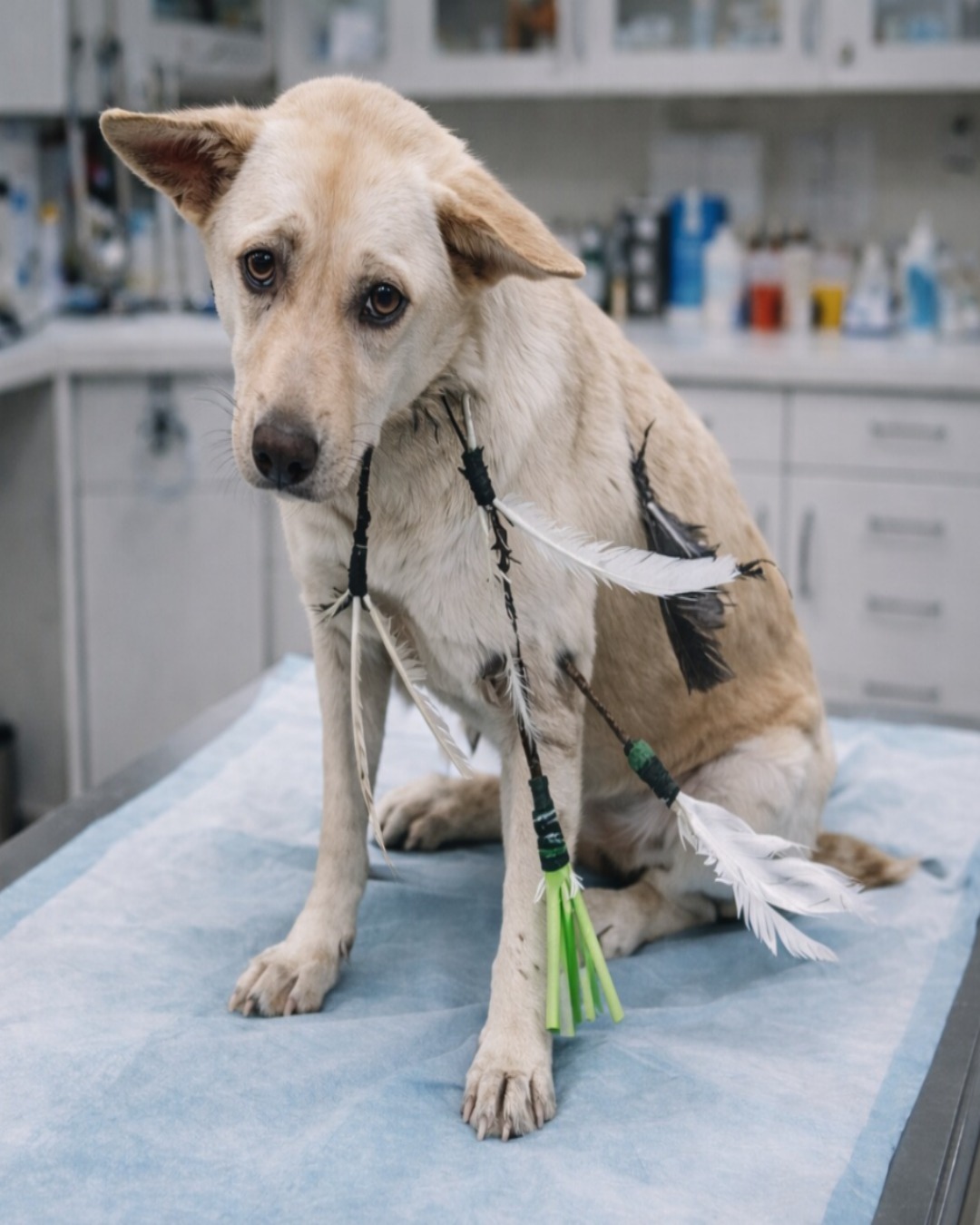 TikTok’s Story: A Tale of Pain, Strength, and Unimaginable Courage