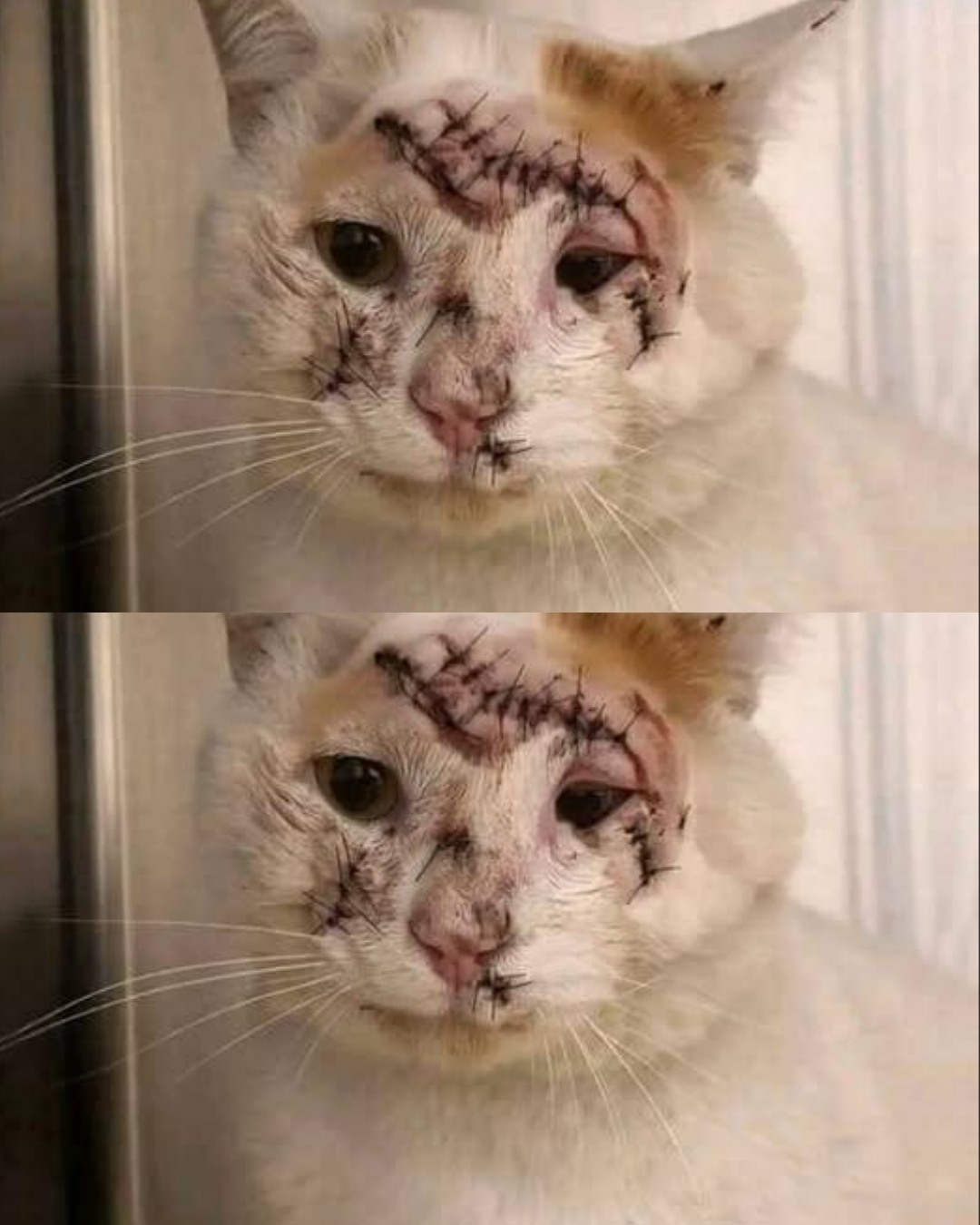 From the Shadows to the Light: The Rescue of a Resilient Cat