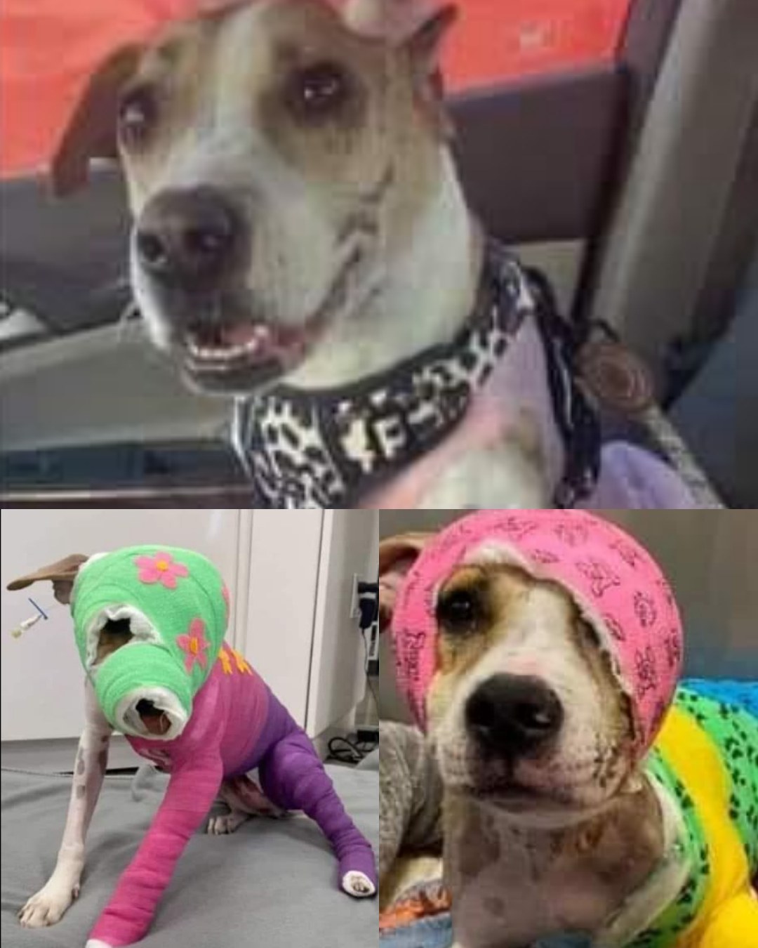 Riona’s Heart: The Little Dog Who Taught a Family How to Believe in Miracles Again