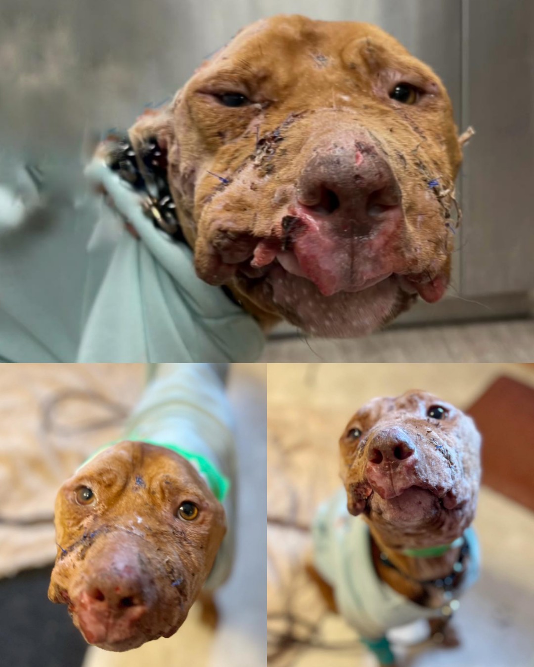 Gus’s Journey: From Pain to Peace – A Brave Pup’s Battle for a Second Chance