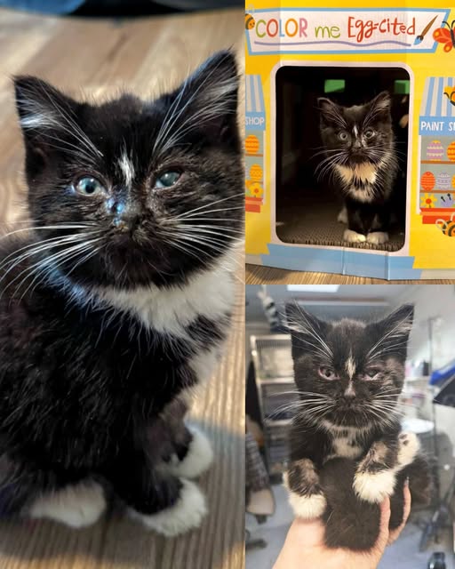 The Little Cat Who Learned to Trust the World Again: Eggbert’s Journey from the Middle of the Road to the Middle of a Human Heart