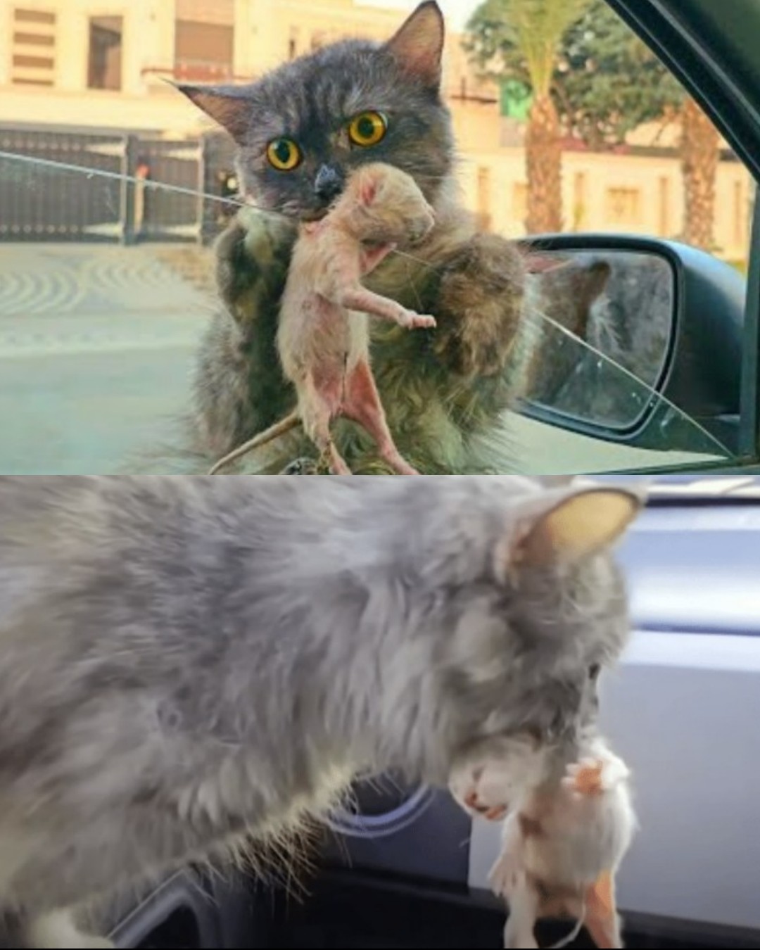 A Moment of Compassion: How a Stray Cat Rescued a Man’s Heart