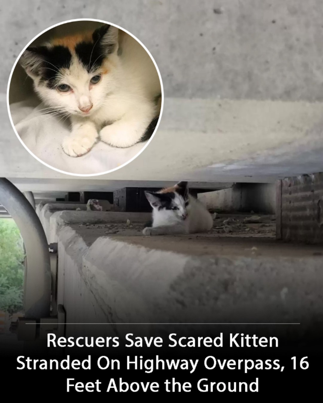The Brave Kitten Who Defied the Odds: Zelda’s Miraculous Rescue from the Highway Ledge