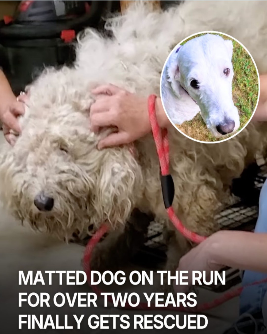 A Journey of Trust: The Rescue of a Dog Who Fought to Survive