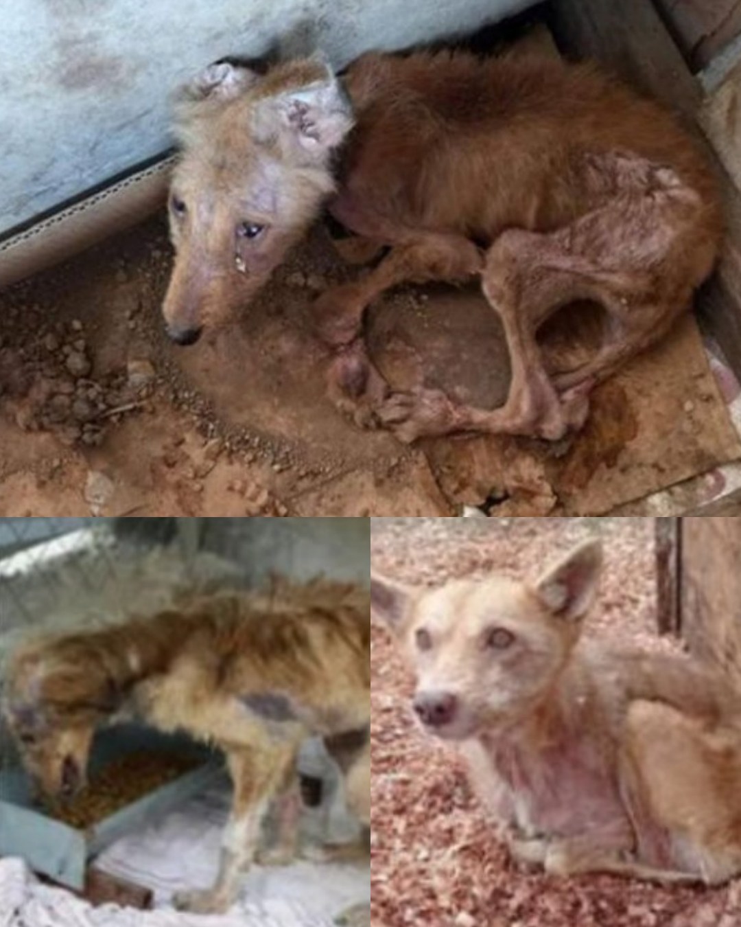 From Captivity to Freedom: A Heart-Wrenching Journey of a Rescued Dog