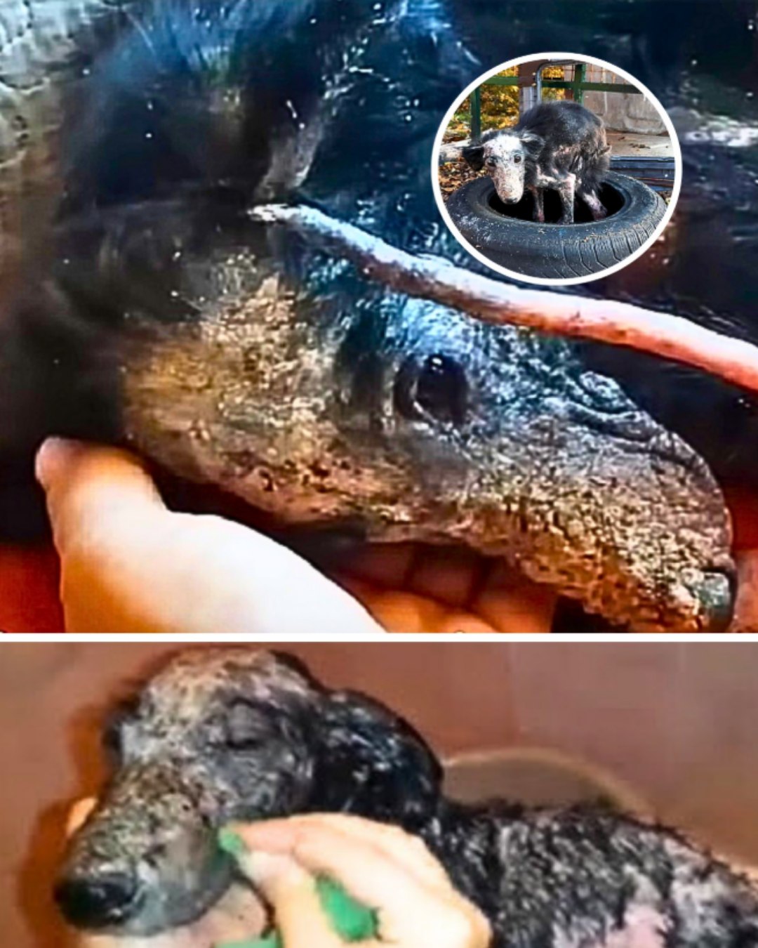 A Quiet Endurance: Neve’s Journey from Suffering to Hope