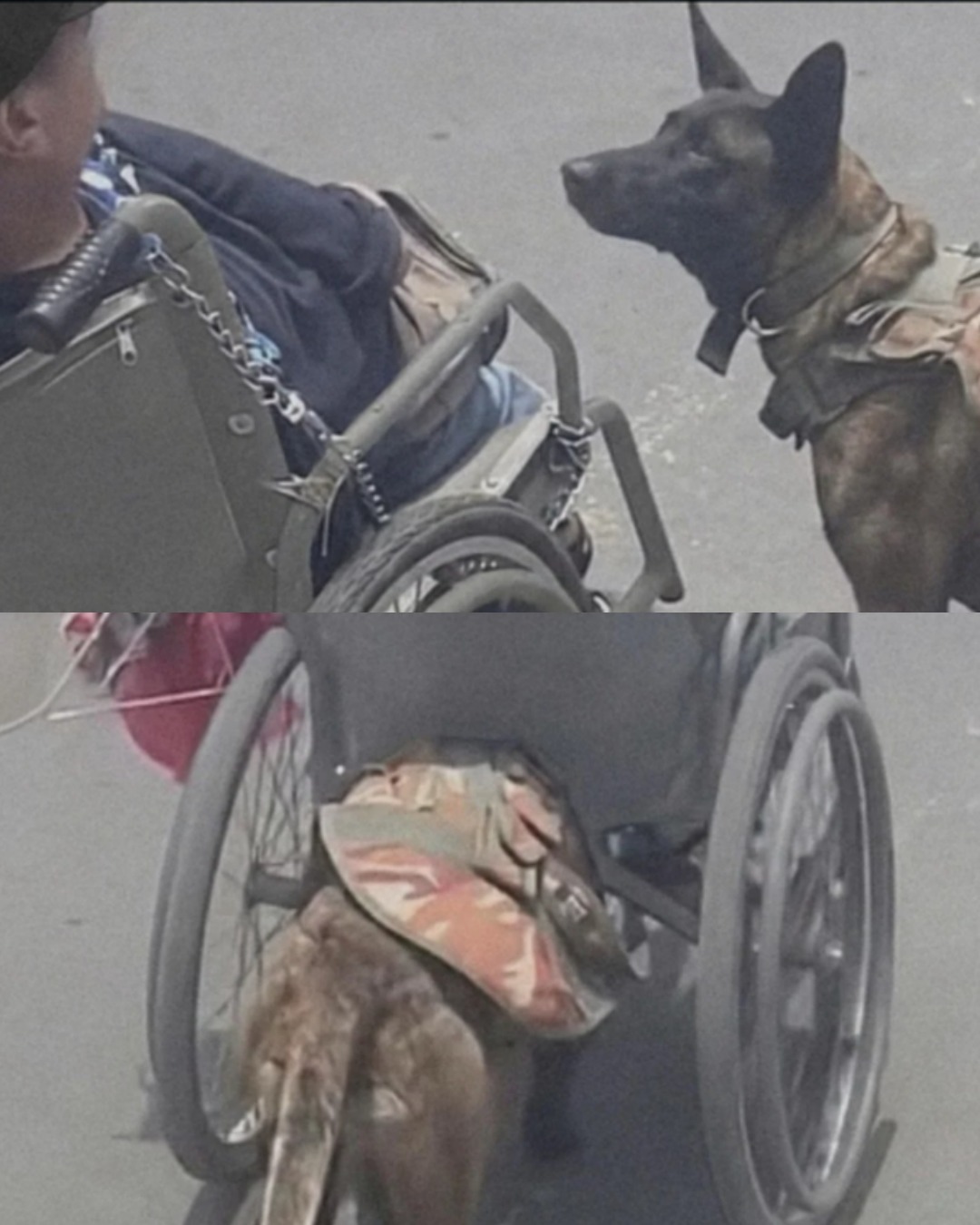 The Unbreakable Bond: How a War Hero and His Loyal Dog Defied the Odds