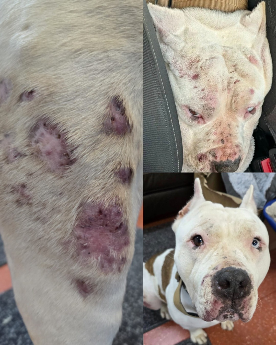 Marnie’s Resilience: A Heartbreaking Journey of Healing and Hope