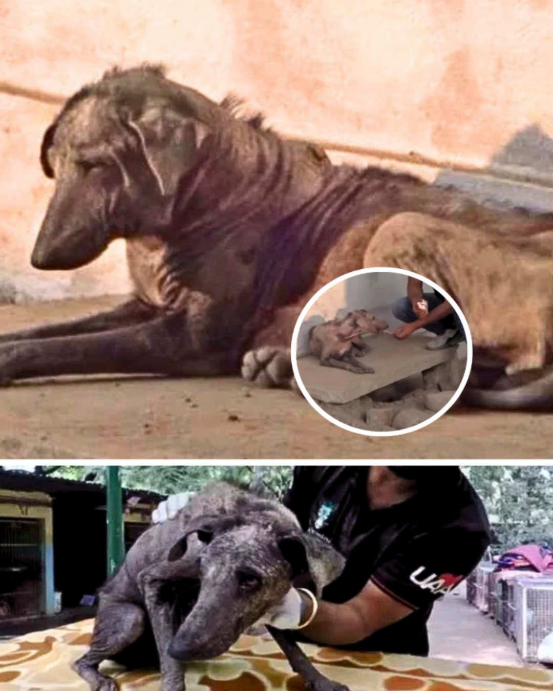 A Forgotten Soul: The Heartwarming Rescue of a Stray Dog’s Second Chance