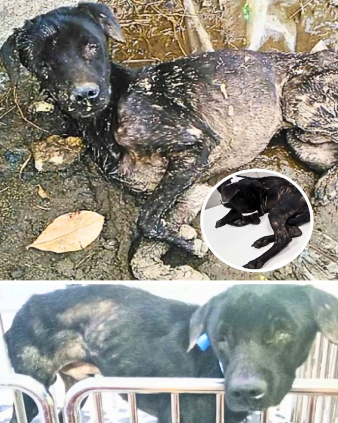 A Promise Broken: The Journey of a Blind Dog Who Refused to Give Up