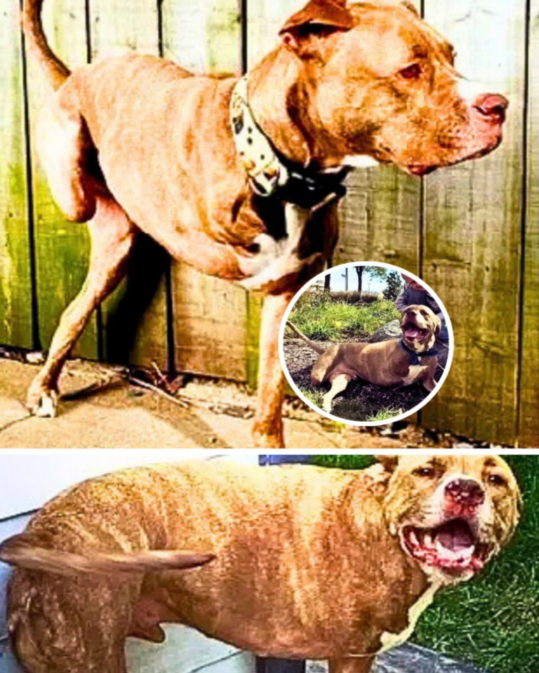 Fifty’s Journey: A Tale of Courage, Loss, and Unyielding Hope4633