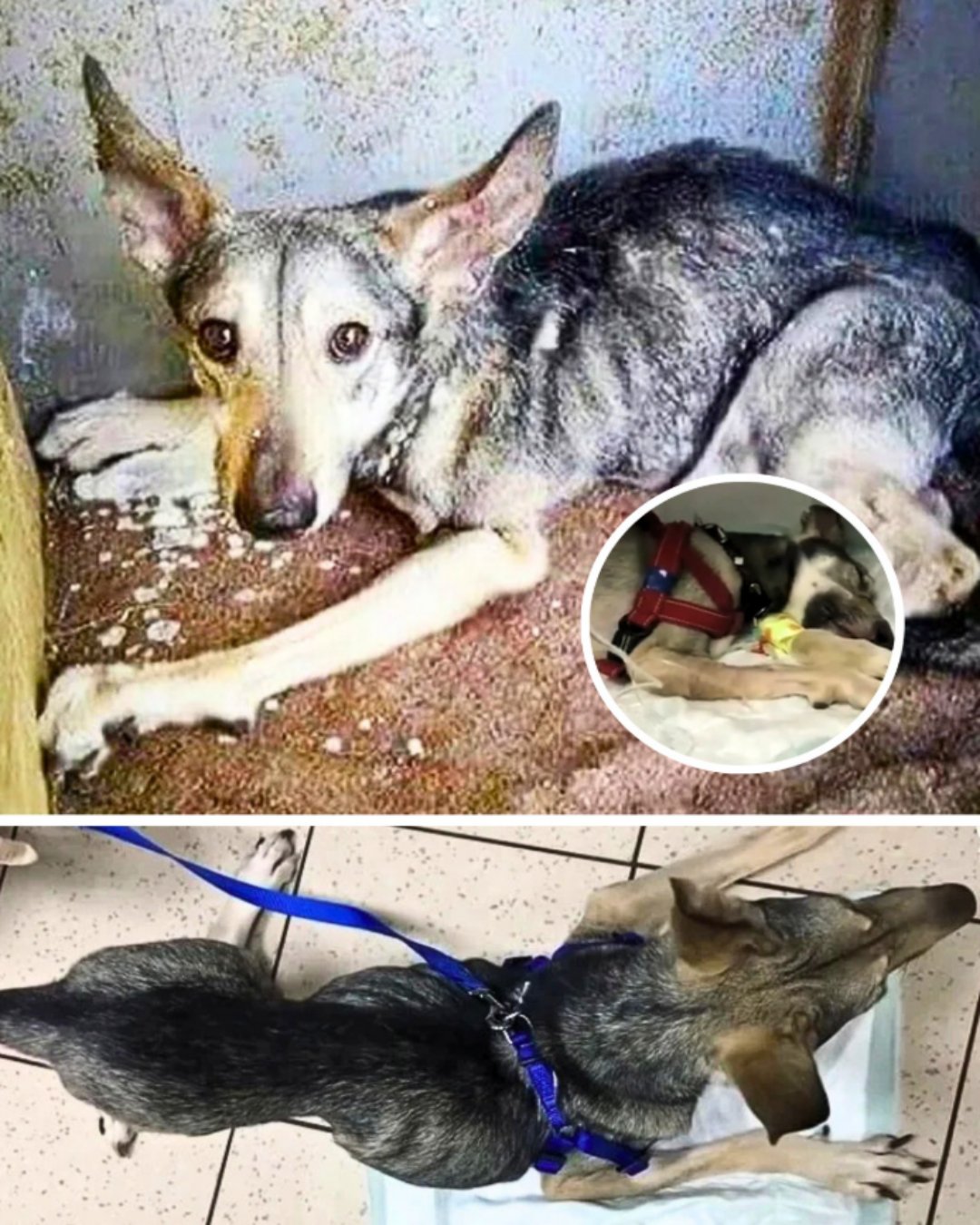 Chester’s Final Journey: A Life of Suffering and Redemption