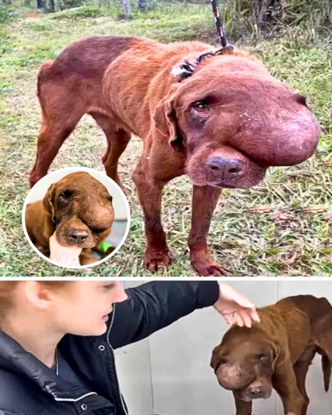 The Heartbreaking Discovery That Changed a Dog’s Life Forever