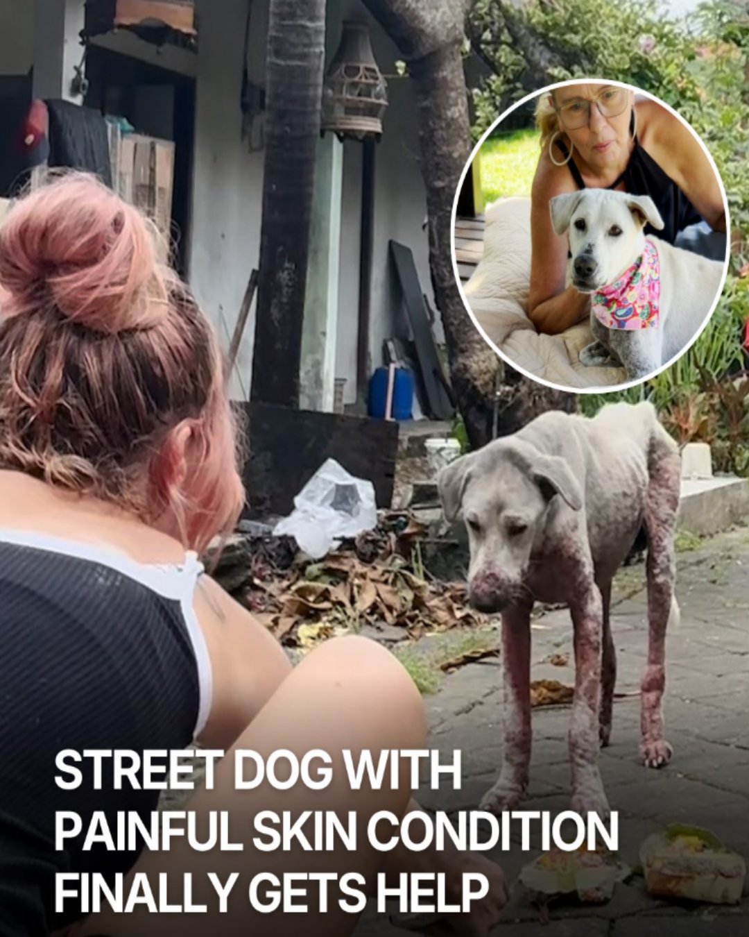 Georgie’s Journey: From Abandoned Street Dog to Loving Companion