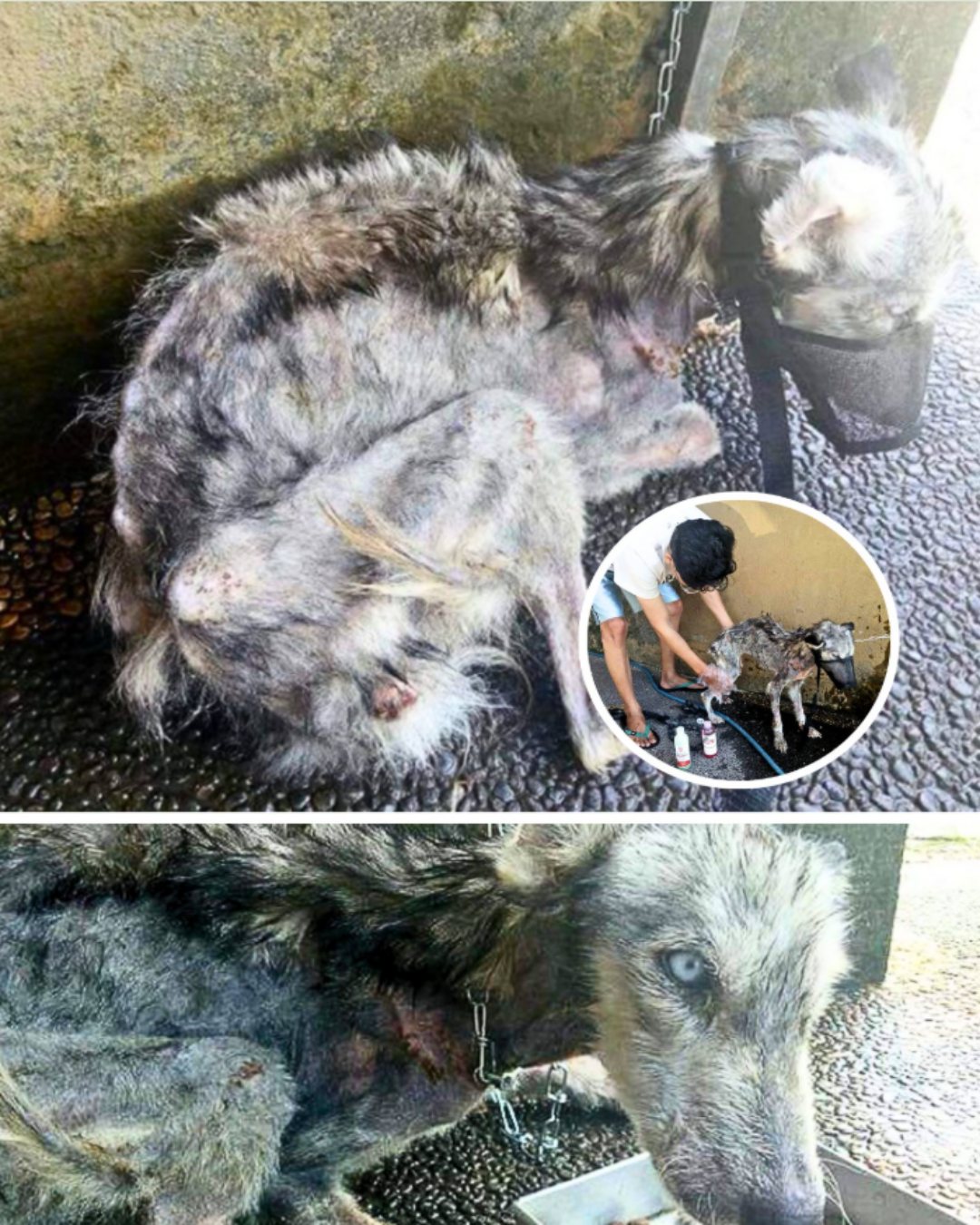 A Husky Under the Tropical Sun: One Quiet Rescue That Changed Everything