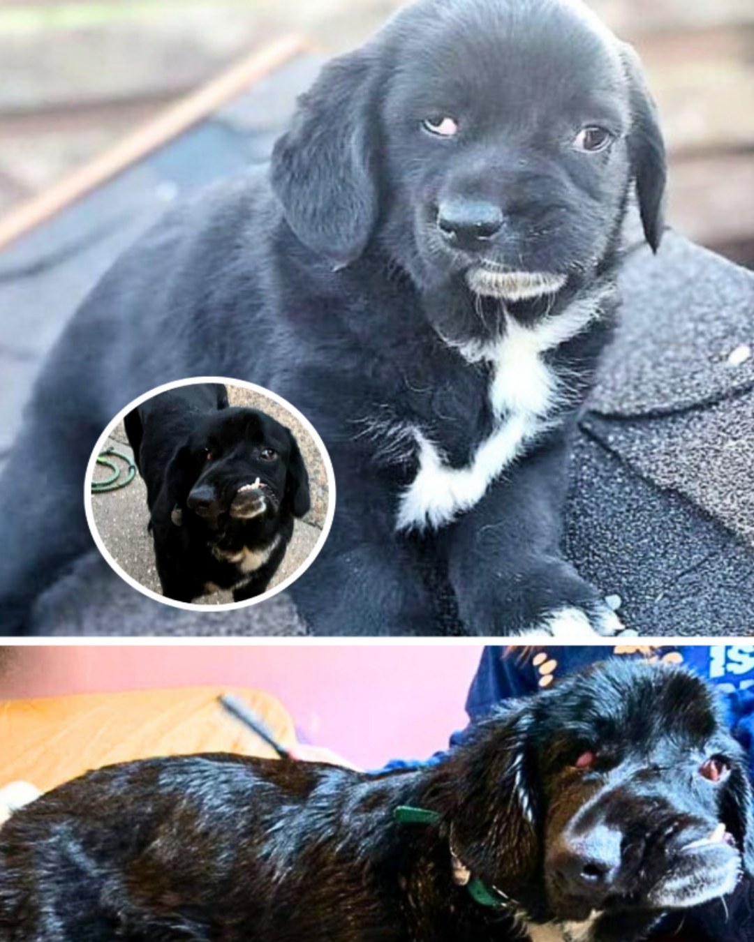 Bethany’s Journey: The Heartbreaking Struggle for Acceptance and the Power of Love