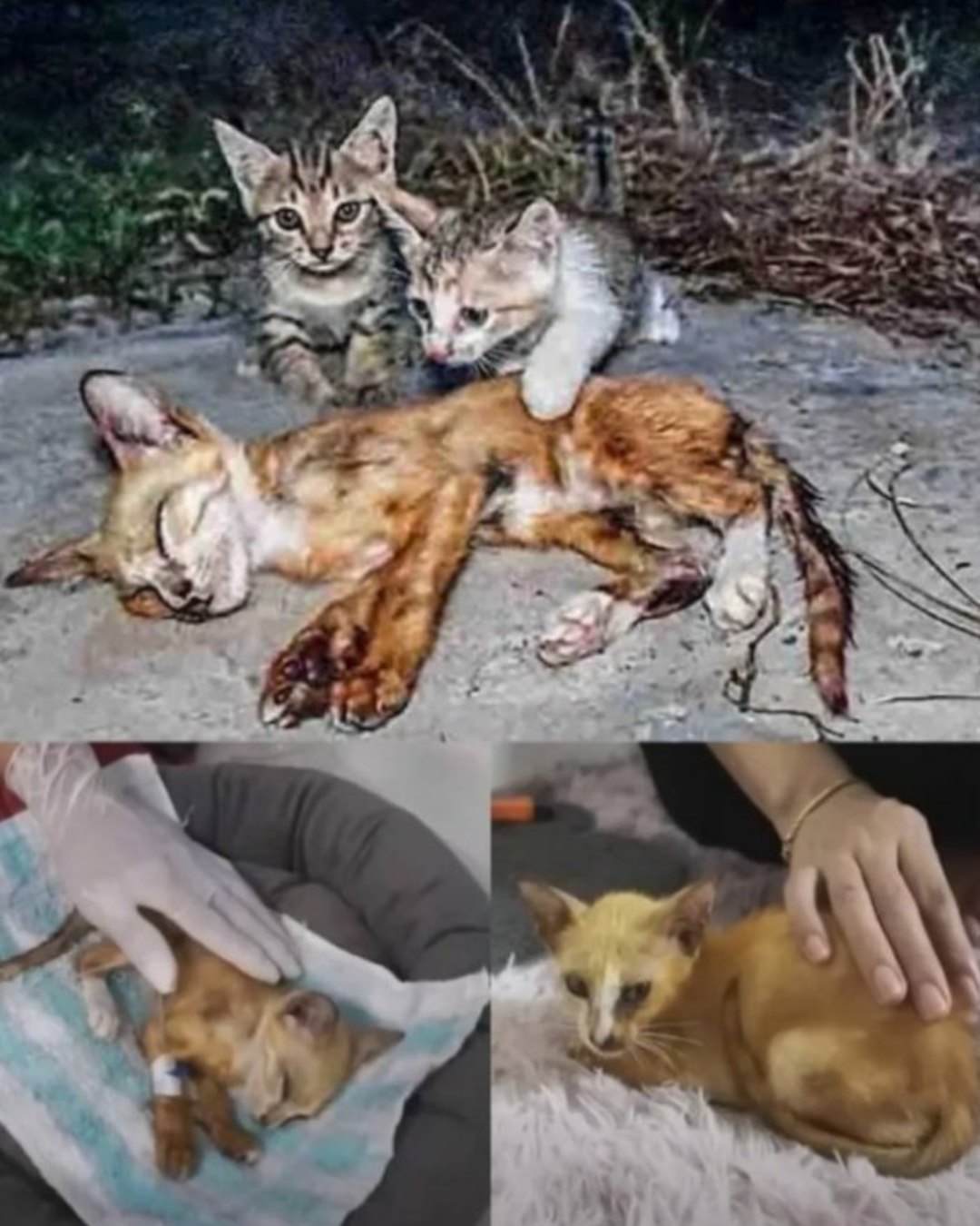A Second Chance: The Heart-Wrenching Rescue of a Mama Cat and Her Kittens