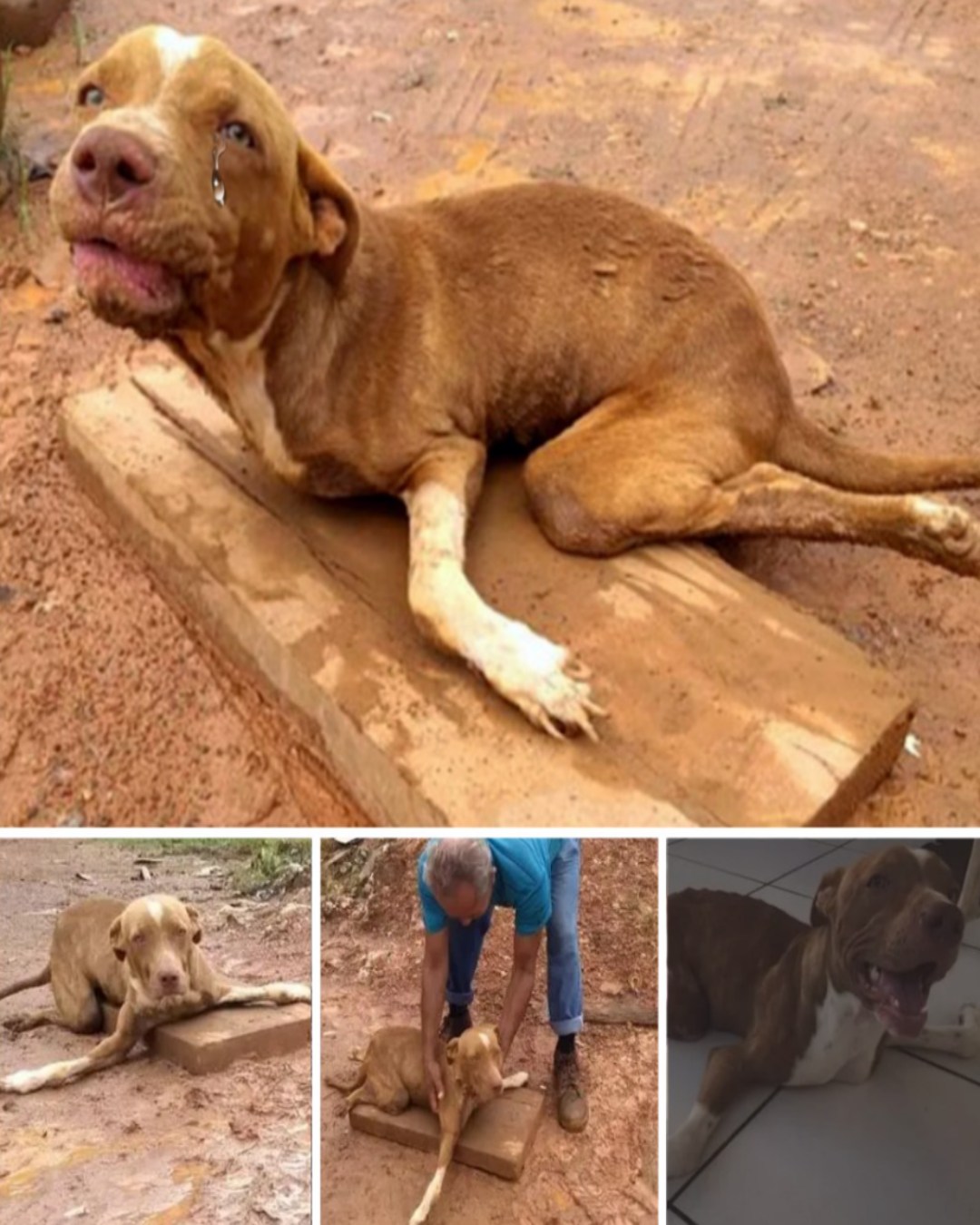 The Quiet Wait: A Tale of Unspoken Hope and Compassion4745