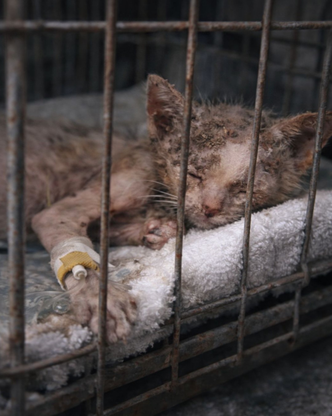 A Touch of Hope: How One Gentle Hand Saved a Life on the Brink of Despair4735