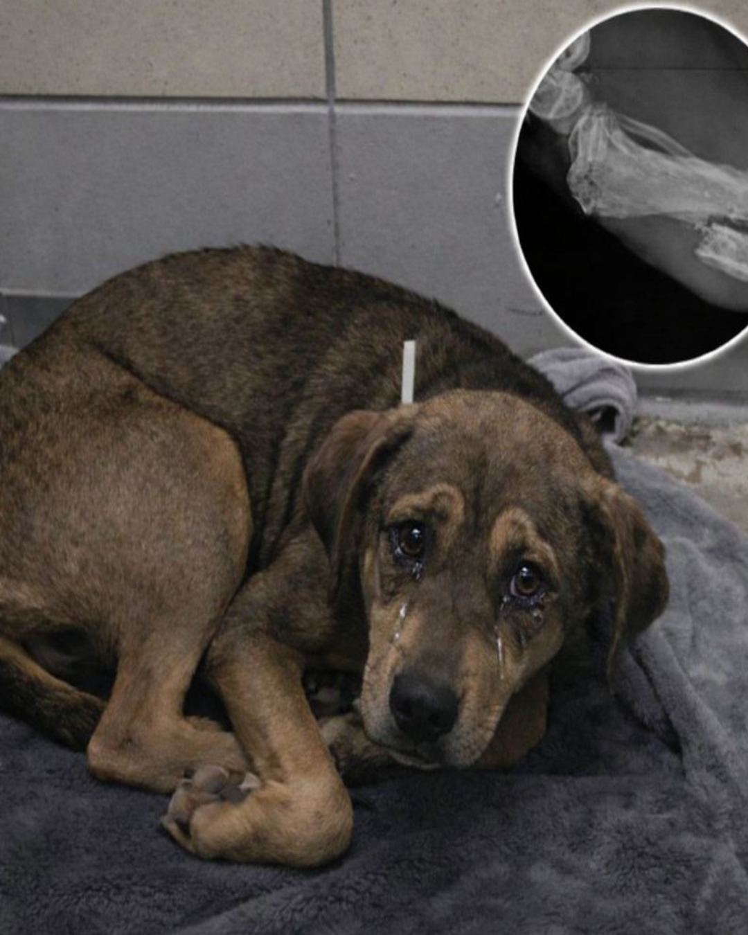 They Call It Mercy, She Only Asks for Help: A Heart-Wrenching Story of a Broken Leg and Silent Fear4746