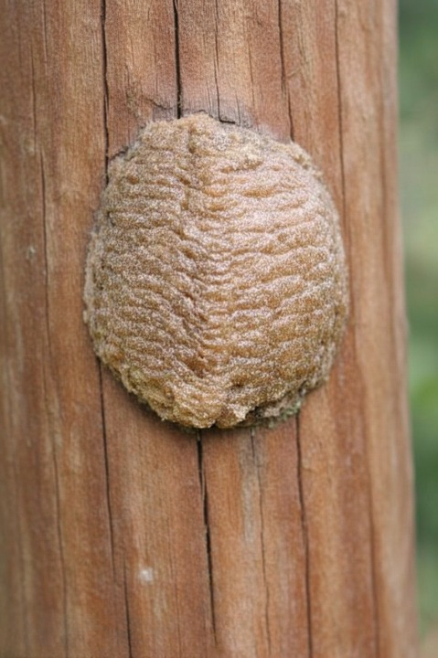 Found this hard, foam-like brown structure attached to a fence post in the backyard.