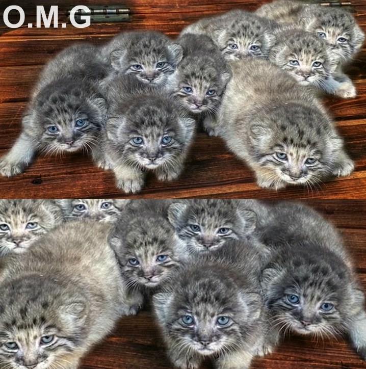 Farmer found abandoned kittens but turns out they cost a fortune.