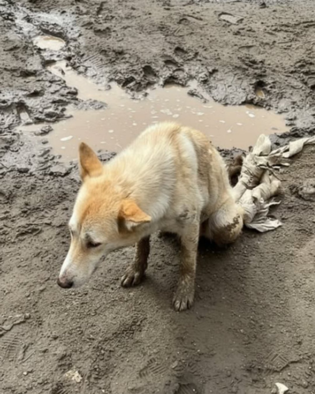 A Second Chance on the Sidewalk: How a Forgotten Dog Named Buddy Found His Way Back to Life4003