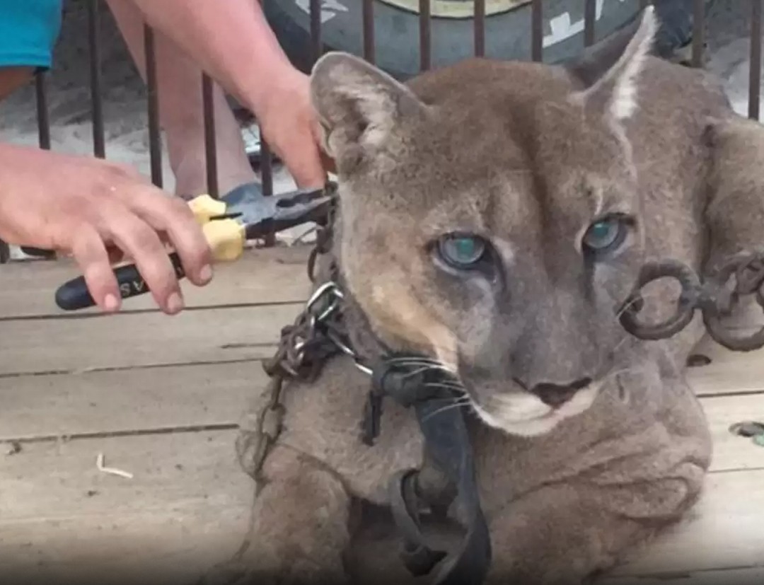 Circus puma lived in old pickup truck for 20 years: Just watch his reaction when he’s rescued!