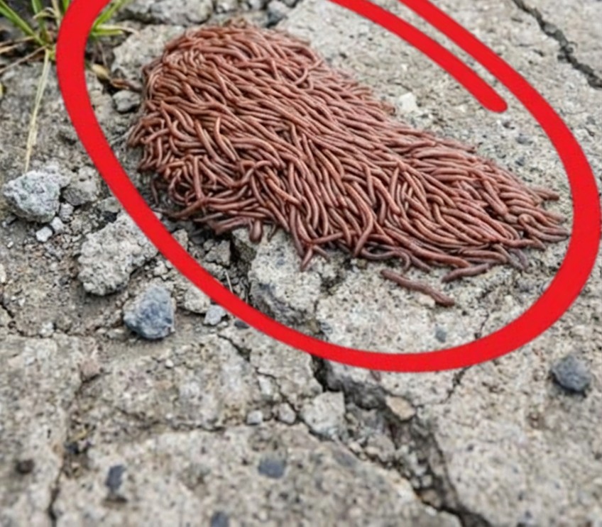 I stepped out into the yard early in the morning, almost automatically, with my phone and a cup of coffee in my hands.