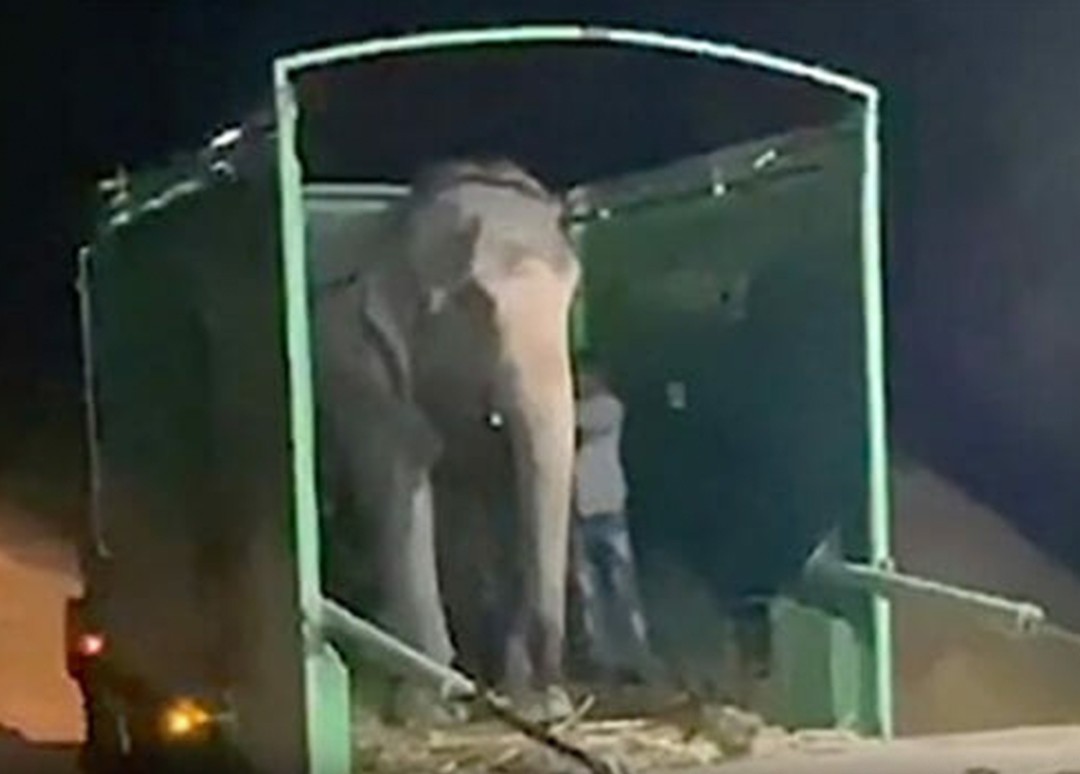 Blind elephant takes first steps to freedom after a lifetime of abuse