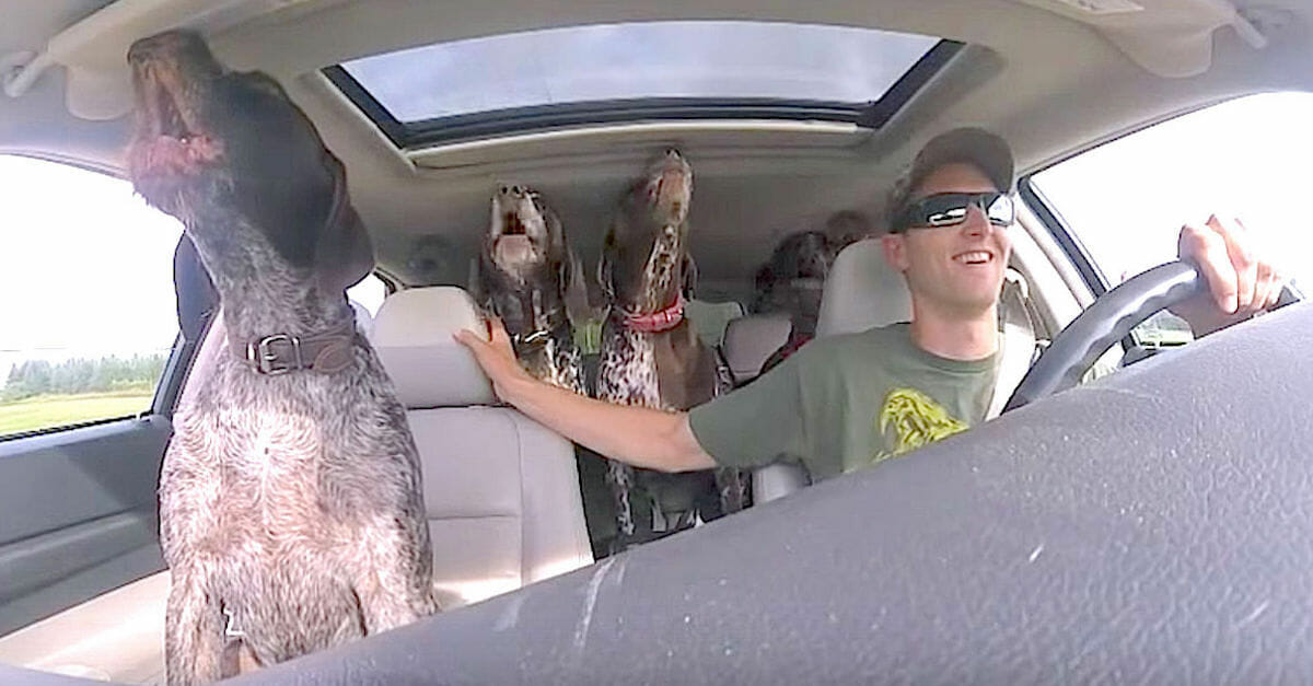 Owner put camera in car to capture 4 dogs flipping out when they hear they’re going to the park